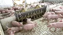 Unifeeder-nursery-07.webp