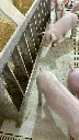 Unifeeder-nursery-06.webp