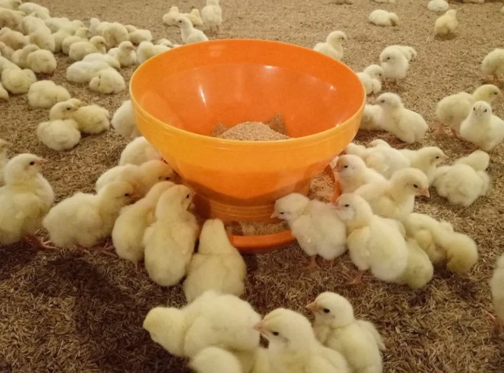 broilernurserygeeder 2.webp