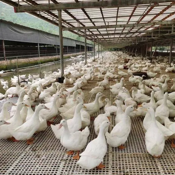 Duck-floor2.webp