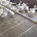 Duck-floor4.webp