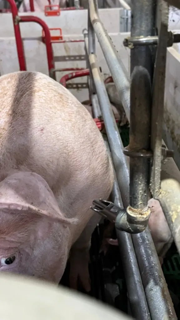 Bebedouro Chupeta p/ Maternidade (Para porca + leitões)